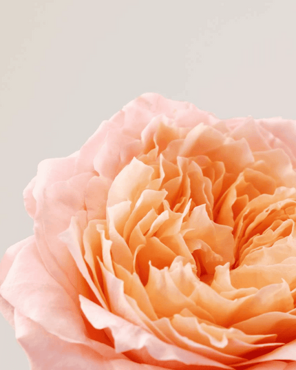 Payot Roselift Box x Andréa Mongénie