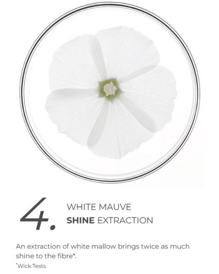 Phyto Purple Routine Bundle