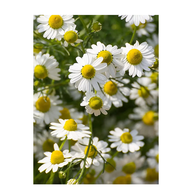 Rausch Swiss Herbal Hair Tonic 200ml